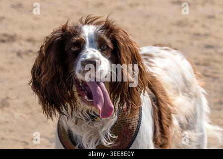 Ritratto ravvicinato di un cane inglese Springer Spaniel che pete con la sua lingua su una spiaggia sabbiosa. Foto Stock