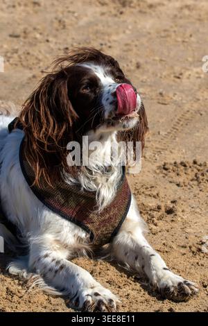 Ritratto ravvicinato di un cane inglese Springer Spaniel steso su una spiaggia sabbiosa e leccato il naso con la lingua fuori. Foto Stock