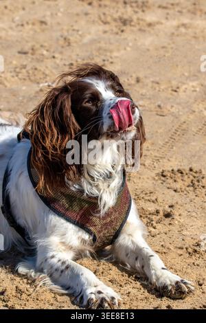 Ritratto ravvicinato di un cane inglese Springer Spaniel steso su una spiaggia sabbiosa e leccato il naso con la lingua fuori. Foto Stock