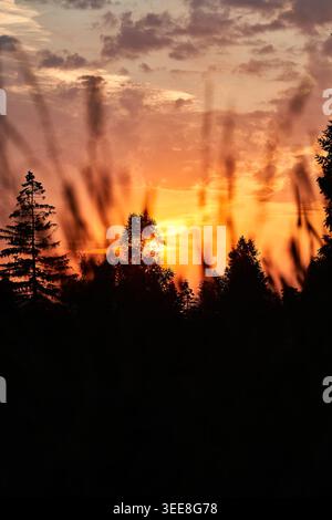Caldo tramonto dorato con alberi sagomati e erba alta sfocata che creano un paesaggio tranquillo e tranquillo. Foto Stock