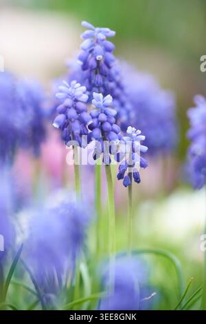 Primo piano morbido e focalizzato sui fiori di Giacinto (musari) dell'uva che mostrano delicati ammassi blu e gambi verdi freschi. Foto Stock
