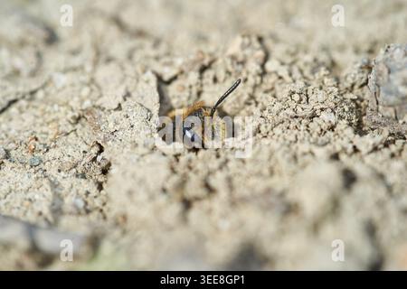 Le api solitarie estrattive sbirciano dal nido di terreno in terreno secco, con una vista macro dettagliata che mostra la consistenza. Foto Stock