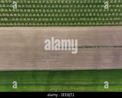 Veduta aerea di campi agricoli ben organizzati con filari di alberi da frutto e terreno coltivato Borgo d'Ale, Piemonte, Italia. Foto Stock