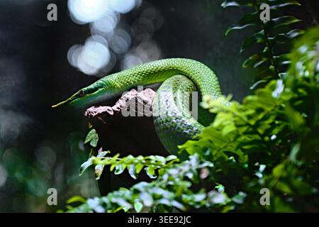 Lione, Francia - 12 maggio 2026: Primo piano di un rinoceronte verde serpente ratsnake che riposa su un ramo tra felci lussureggianti in un terrario allo Zoo de Lyon Foto Stock