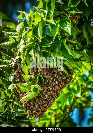 Uno sciame di api in un albero di periferia a Wanstead, Londra Foto Stock