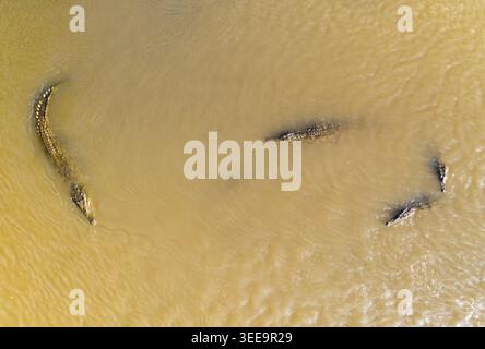Vista aerea dei coccodrilli che nuotano nel fiume Tarcoles in Costa Rica. Foto Stock