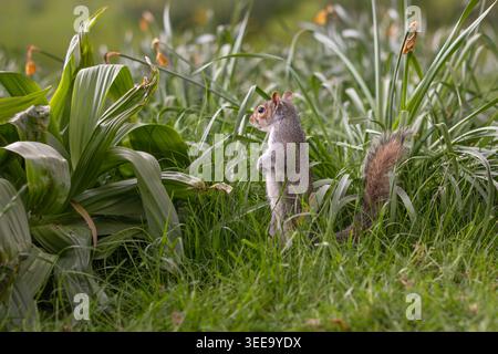 Curioso scoiattolo grigio orientale in piedi in erba verde con lussureggianti piante da giardino. Roditore peloso in ambiente naturale. Park Animal nel Regno Unito. Foto Stock