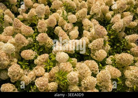 Crema di cotone Panicle Hydrangea paniculata molto. Grandi gruppi di fiori, sfondo texture Foto Stock