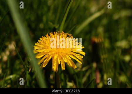 Primo piano di un brillante dente di leone giallo in piena fioritura tra l'erba verde in primavera. Foto Stock
