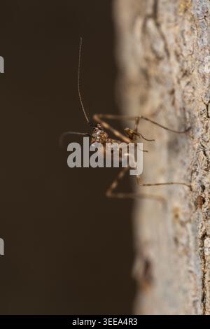 Miomantis paykullii (mantide di preghiera egiziana) ninfa su parete calcarea, Mantodea, Cairo, Egitto Foto Stock