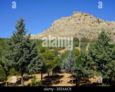 Un uliveto e file di alberi sempreverdi si estendono su una collina fino a un picco montuoso frastagliato e roccioso sotto un cielo blu limpido vicino a Mardin Foto Stock