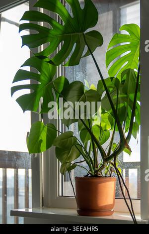 La pianta di casa di Monstera deliciosa in vaso di argilla su davanzale soleggiato a casa. Foto Stock