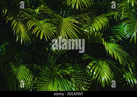 Vegetazione tropicale della giungla con luci e ombre spettacolari sulle foglie di palma Foto Stock