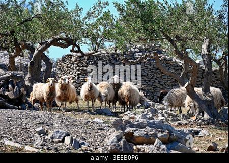 Mandria di pecore nel villaggio dalmata, Croazia Foto Stock