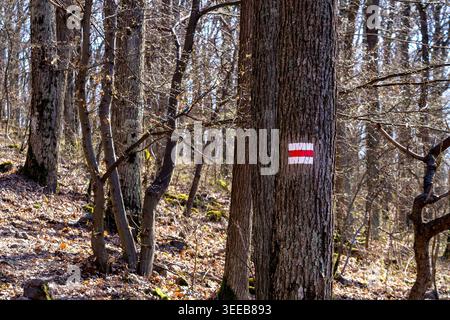 Marcatore rosso del sentiero escursionistico dipinto sul tronco dell'albero nel sentiero forestale ricoperto di foglie Foto Stock