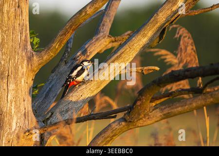 Uno sfarfallio settentrionale è arroccato su un albero morto, che tiene un ragno nel becco. Foto Stock