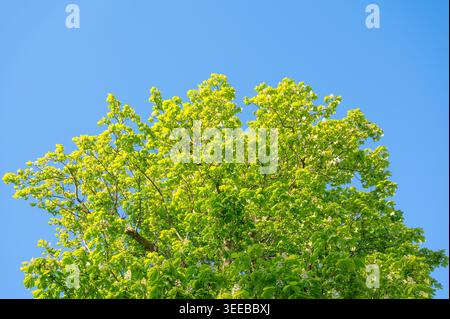 Foglie verdi vibranti e fiori bianchi su un ippocastano contro un cielo blu limpido Foto Stock