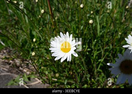 Gruppo di margherita comune in campo verde. Un colpo molto ampio di Bellis perennis che cresce nel prato verde. Foto Stock