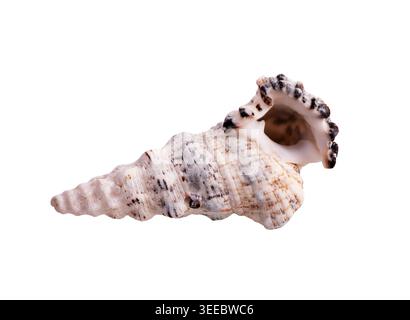 Guscio di gasteropode murex spinoso isolato su sfondo bianco Chicoreus o Rapana sp. Ideale per biologia marina, educazione alla natura, design a tema spiaggia Foto Stock