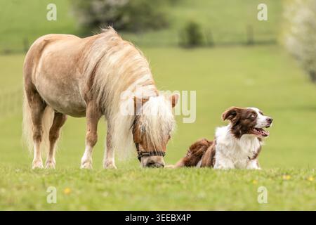 Border Collie si trova accanto al pascolamento di pony delle Shetland nel pascolo primaverile Foto Stock