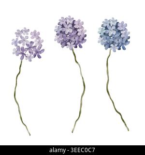Acquerello illustrazione disegnata a mano di tre fiori di ortensia in tonalità di blu e viola. Fiori delicati con lunghi e sottili steli verdi. Botanico Foto Stock