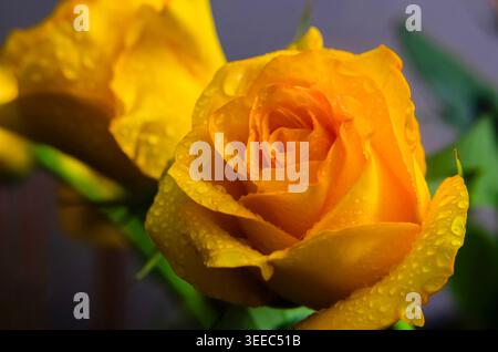 Primo piano di una rosa gialla in fiore ricoperta di rugiada fresca del mattino o gocce di pioggia, con una luce naturale soffusa e una profondità di campo bassa. Foto Stock