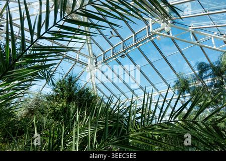 All'interno di una grande serra in un giardino botanico con piante verdi tropicali in primo piano e cielo blu sopra Foto Stock