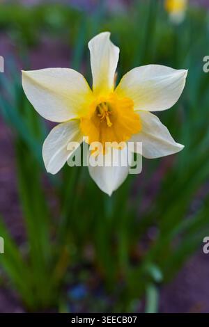 Daffodil fiorisce e cresce in giardino durante la stagione primaverile Foto Stock