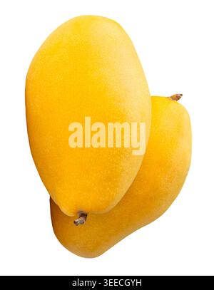 Due frutti di mango gialli maturi in pila sono isolati su sfondo bianco con percorso di ritaglio. Foto Stock