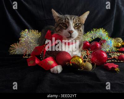 Gatto di NATALE, simpatico gatto di Natale con decorazioni natalizie e primo piano dell'arco natalizio. Foto Stock