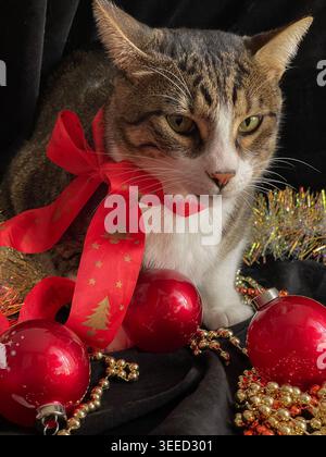 Gatto di NATALE, simpatico gatto di Natale con decorazioni natalizie e primo piano dell'arco natalizio. Foto Stock