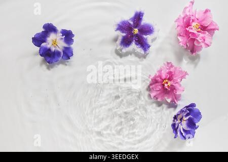 La colorata viola africana fiorisce sulle acque cristalline, portando calma e un'estetica simile a una spa Foto Stock