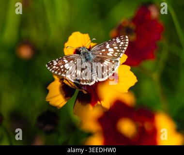 Una farfalla Common Checkered Skipper (Burnsius communis) che impollina un fiore di Coreopsis delle pianure. Vista ravvicinata. Foto Stock