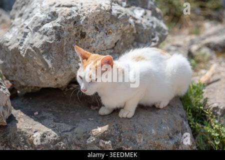 Primo piano di un gatto randagio bianco e zenzero che riposa su rocce di pietra grezza in piena luce del sole, all'aperto in un habitat naturale con bassa profondità di campo Foto Stock