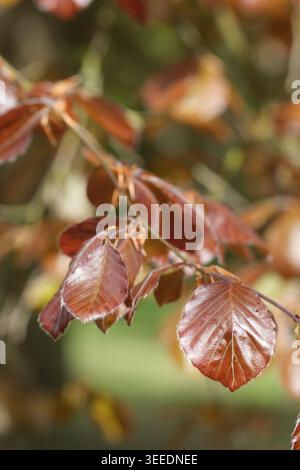 Faggio di rame ( Fagus sylvatica ) foglie di albero in primavera - maggio 2026 nel Regno Unito Foto Stock