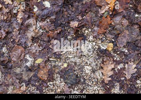 Vista delle foglie di quercia autunnale bagnate disseminate su un sentiero di ghiaia sassosa nella foresta di Hallstatt, alta Austria, Austria. Foto Stock
