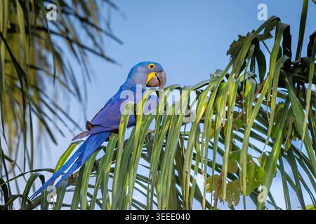 L'iconico Hyacinth Macaw (Anodorhynchus hyacinthinus) blu profondo, la più grande specie di pappagallo, che si nutre e si arrocca tra le foglie di palma del Brasile P Foto Stock