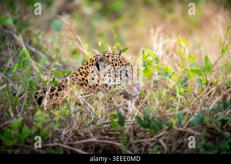 Un maestoso giaguaro giace camuffato nell'erba alta e secca del Pantanal. Il suo cappotto maculato si fonde perfettamente con le ombre del deserto brasiliano Foto Stock