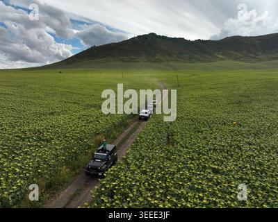Un convoglio di robusti veicoli fuoristrada percorre uno stretto sentiero sterrato che attraversa un vasto campo di girasoli gialli in fiore sotto un suggestivo paesaggio Foto Stock