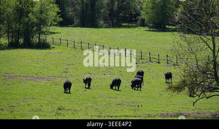 Ambiente agricolo tradizionale con mucche che pascolano su pascolo aperto. Foto Stock