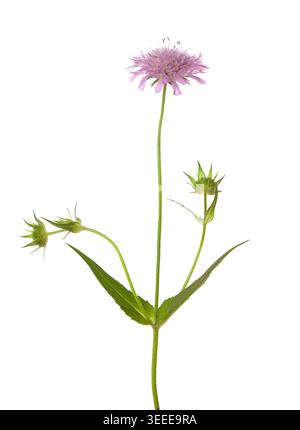Fiore scavo isolato su sfondo bianco Foto Stock