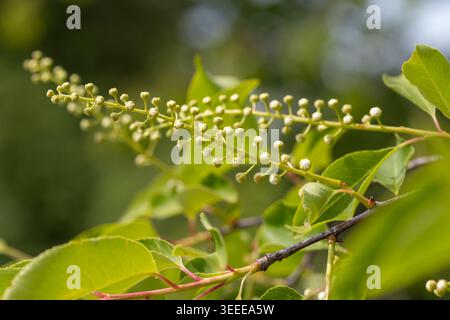 Ramo di ciliegio nero che mostra nuove foglie verdi e boccioli di fiori bianchi in via di sviluppo Foto Stock