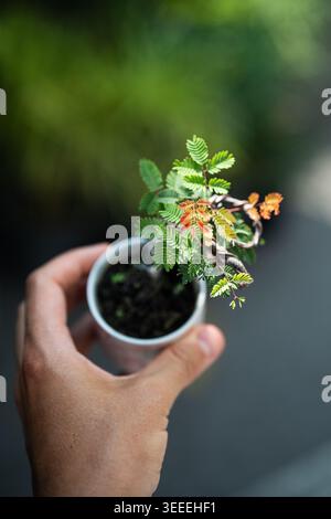 Mano che tiene piccoli bonsai piante sensibili timide o vergognose Mimosa Pudica in pentola di ceramica. Foto Stock