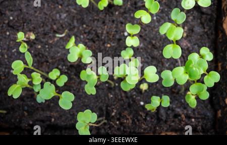 Giovani germogli verdi che crescono da semi di rucola pianta di rucola, agricoltura biologica Foto Stock