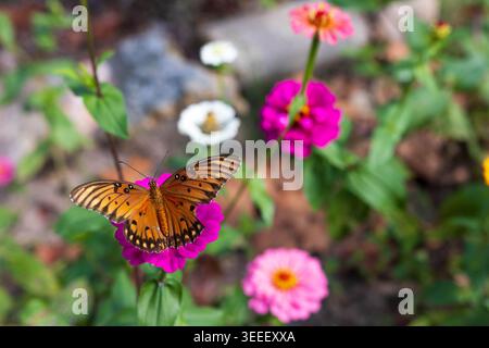 Farfalla della Fritillaria del Golfo arroccata su un vivace fiore rosa di Zinnia. Foto Stock