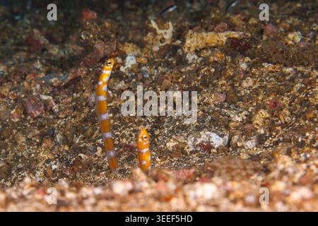 Due anguille da giardino con la barba arancione, Gorgasia preclara, si innalzano verticalmente dalle loro tane nel substrato sabbioso dello stretto di Lembeh, Sulawesi settentrionale, Indonesia Foto Stock