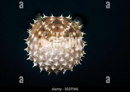Un giovane pesce rosso orbicolare, Cyclichthys orbicularis, largo circa 10 cm nello stretto di Lembeh, nel nord di Sulawesi, Indonesia. Questo sp Foto Stock