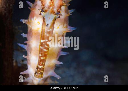 Un macro primo piano rivela la trama intricata e la corona spinosa di un cavalluccio marino spinoso, Hippocampus hixtrix, fotografato nello stretto di Lembeh, nel Nord Sulawes Foto Stock