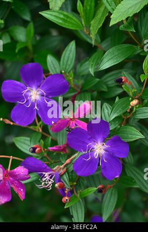 Fiori viola di cinque petali con boccioli rosa parzialmente aperti e fogliame a strati al Giardino Botanico Renshan, Yilan, Taiwan, per gli archivi della flora. Foto Stock