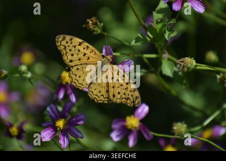 Immagine ravvicinata di una farfalla leopardata sui fiori del cosmo selvaggio. Fotografato nella parte occidentale di Singapore. Foto Stock